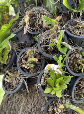 Saksıda büyüyen bir grup bitki..