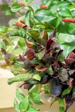 Kırmızı ve yeşil yapraklı bir bitki..