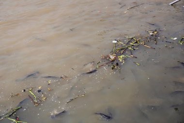 Nehirde bir balık yığını.