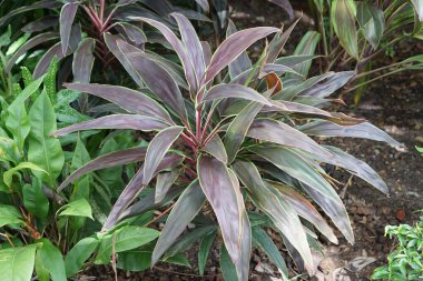 Mor yeşil yapraklı bir bitki..