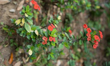 Çiçekler çok güzel..