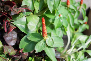 Kırmızı çiçekli bir bitki..