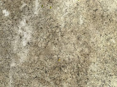 Beton bir duvarın yakınından bir kaç yaprak çıkıyor..