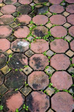 Kaldırımdaki çatlaklardan büyüyen yeşil bitkiler..