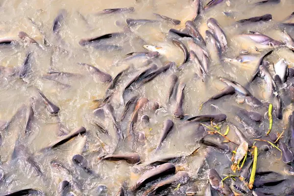 a lot of fish in the river.