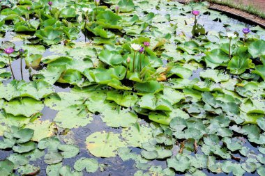 Su zambakları gölette.