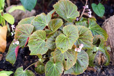 Çiçekler açıyor..