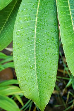 Yaprağın üzerine su damlıyor..