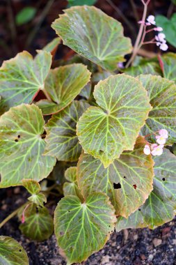 Çiçekler açıyor..