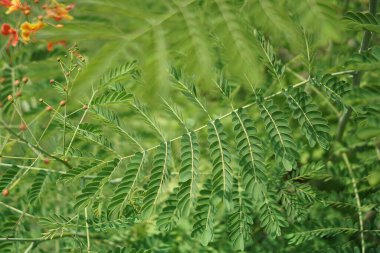 Ağacın dallarına yakın..