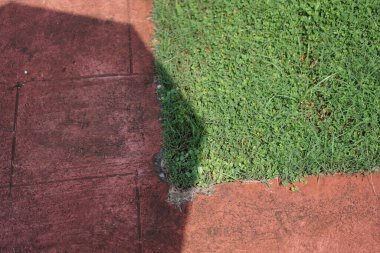 Bir çimen tarlasına yakın çekim.