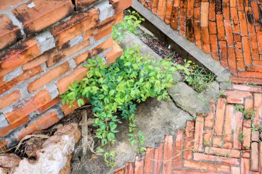 Kırık bir duvarın içinden bir bitki büyür..