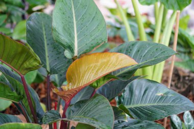 Bir bitkinin yapraklarına yakın çekim.