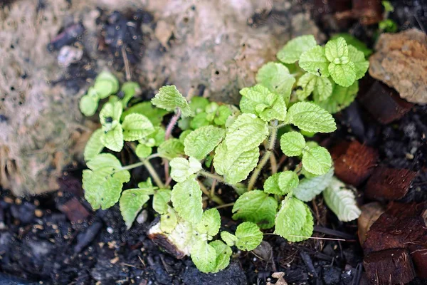 stock image a plant in the garden.