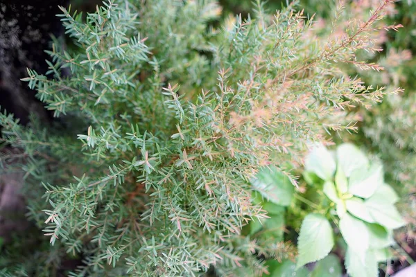 stock image a plant with green leaves.