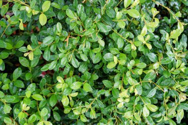 Yeşil yapraklı bir çalılık ve su damlaları.