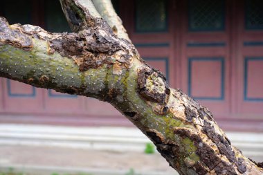 Arka planda kırmızı kapısı olan bir ağaç dalı..