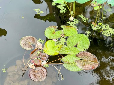 Zambak yastıkları gölet.