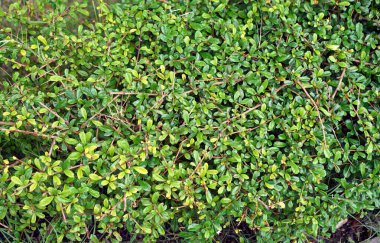 Yeşil yapraklı küçük bir çalılık..