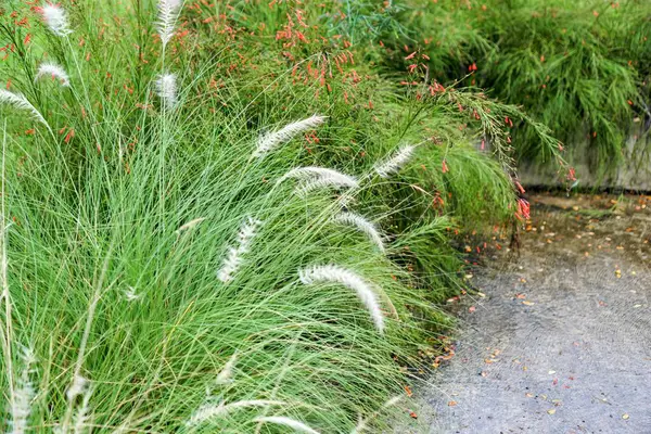 stock image grass with white flowers in the garden.