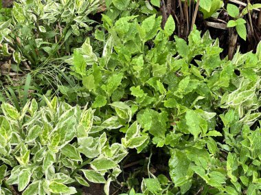 Bahçedeki yeşil bitki.