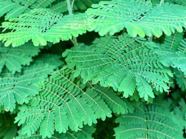 Eğreltiotunun yakın çekimi.