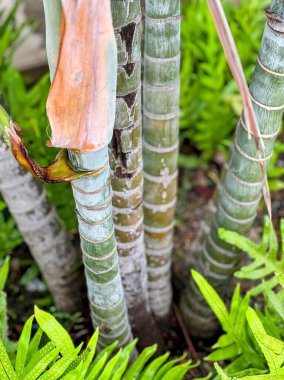 Hurma ağacının kütüğüne sığınırım..