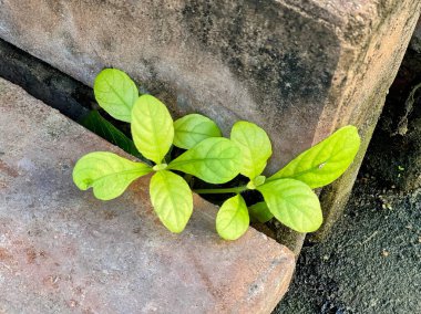 Beton bloktan çıkan bir bitki..