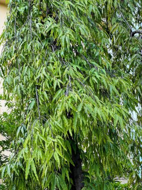 Yeşil yapraklı bir ağaç.