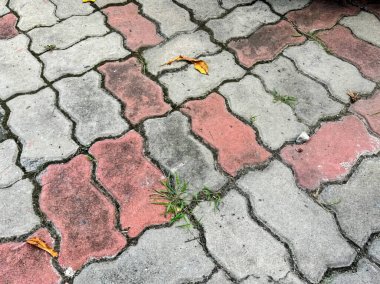 Kaldırımdaki çatlaklardan büyüyen çimenler.