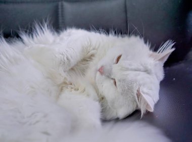 Kanepede uyuyan beyaz bir kedi..