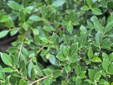 Yapraklar baharda yeşile dönmeye başlıyor..