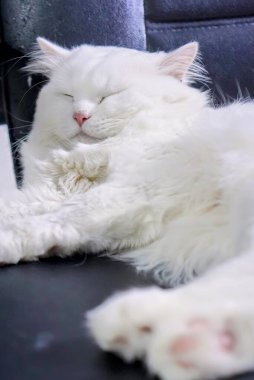 Beyaz bir kedi siyah deri bir sandalyede uyuyor..