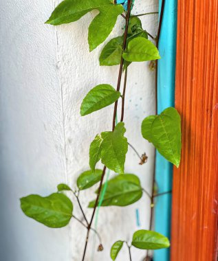 Duvarda büyüyen bir bitki.