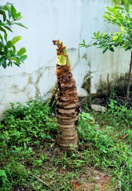 Bahçede bir muz ağacı.