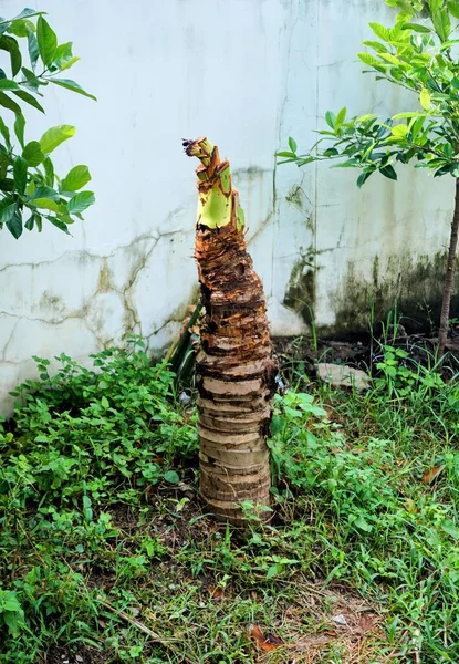 Bahçede bir muz ağacı.