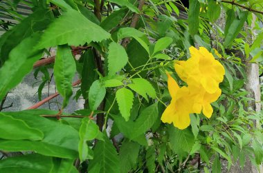 bahçede sarı çiçek.