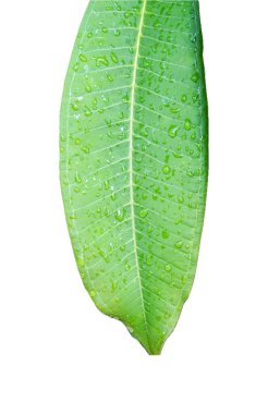 Beyaz üzerine izole edilmiş bir yaprak.