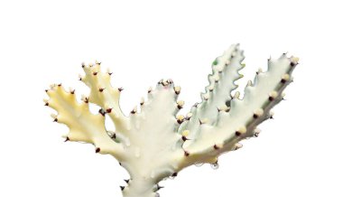 Kırmızı çiçekli beyaz bir kaktüs..