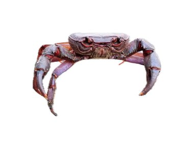 Beyaz zemin üzerinde bir yengeç.