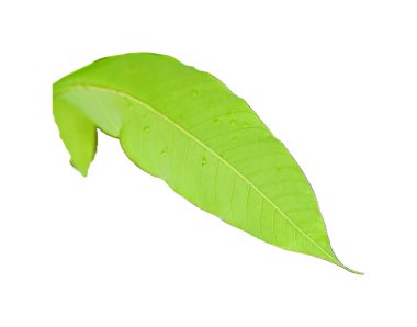 Beyaz arkaplanda izole edilmiş bir yaprak.