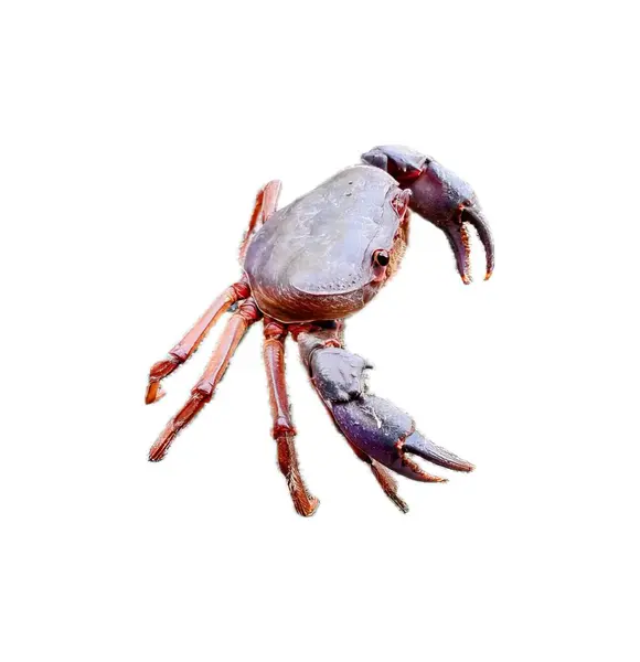 crab on a white background.