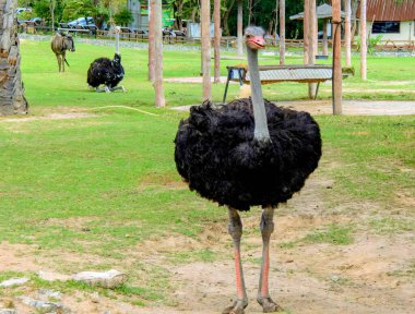 Çimlerin üzerinde duran büyük bir kuş..