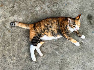 Yere uzanmış bir kedi Pençeleri yerde.