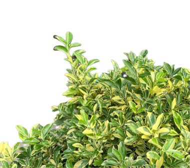 Yeşil bitkinin tepesi..