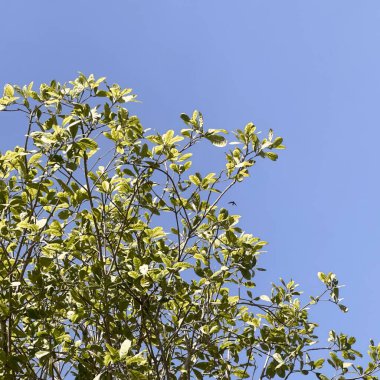 Yaprakları olan bir ağacın dalları..