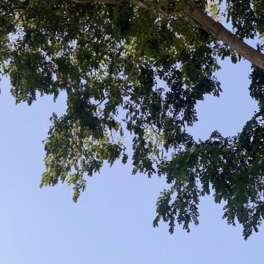 Gökyüzü sabahları çok mavi..