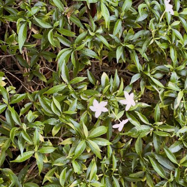 Yeşil yapraklı beyaz çiçekler.