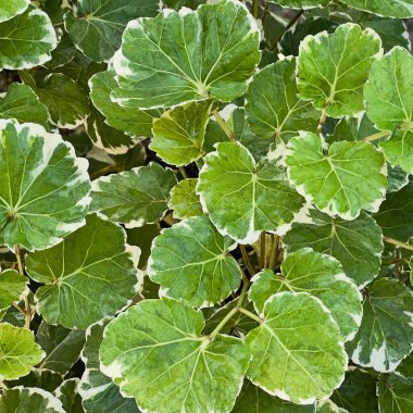 Biyolojik cins bahçede yetişen uzun ömürlü bir bitkidir..