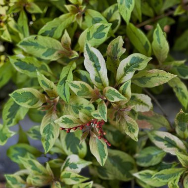 Yapraklar yeşil, beyaz ve kahverengi yapraklı..